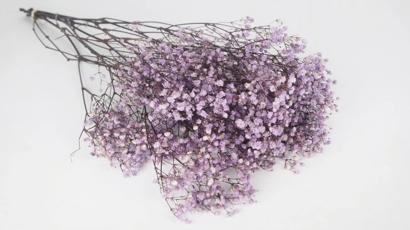 Konserviertes Schleierkraut - 1 Bund - Cool Lavender