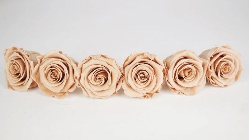 Stabilisierte Rosen Kiara 6 cm - 6 Stück - Nude