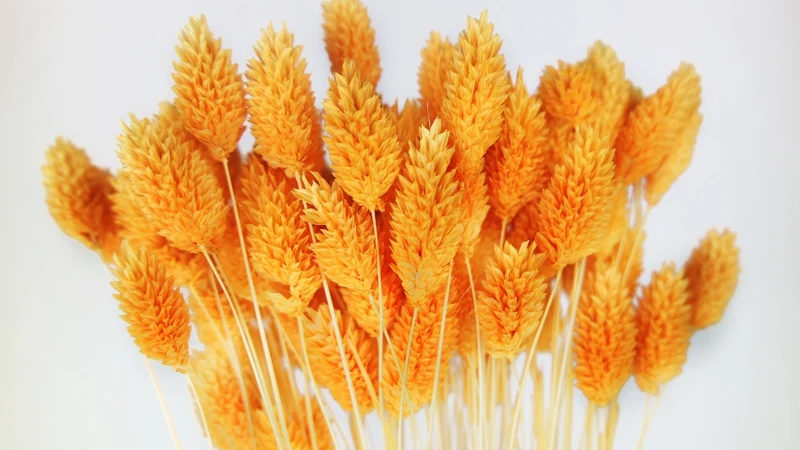 Phalaris getrocknet - 1 Bund - Mango