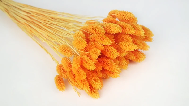 Phalaris getrocknet - 1 Bund - Mango