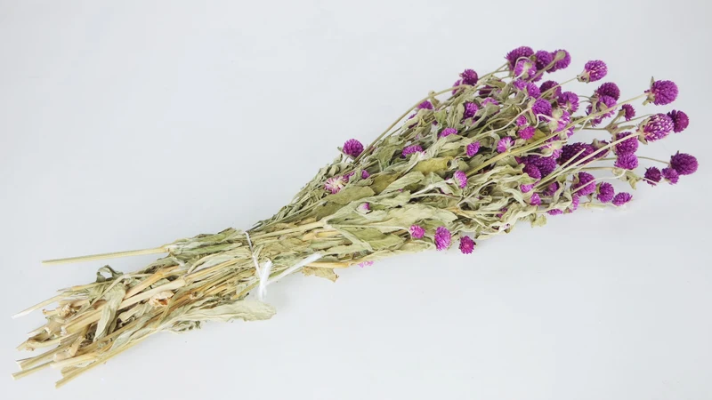 Gomphrena - 1 Bund - Naturfarbe Lila