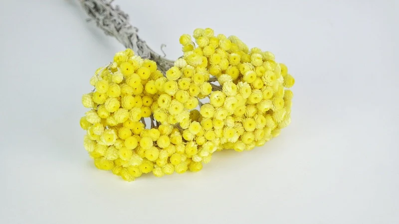 Italienische Strohblumen - 1 Strauß - Naturfarbe gelb