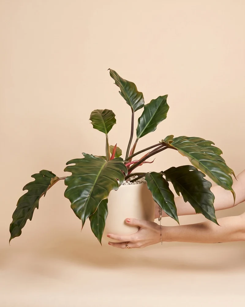 Großer Philodendron 'Pluto' • feey
