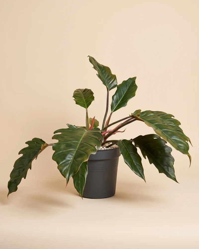 Großer Philodendron 'Pluto' • feey