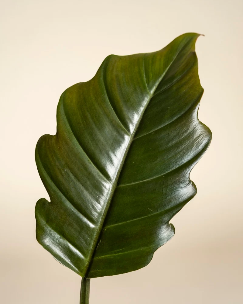 Philodendron Power-Duo