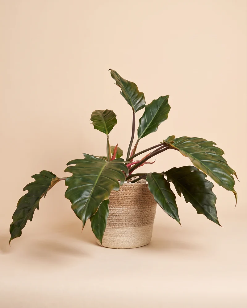 Großer Philodendron 'Pluto' • feey