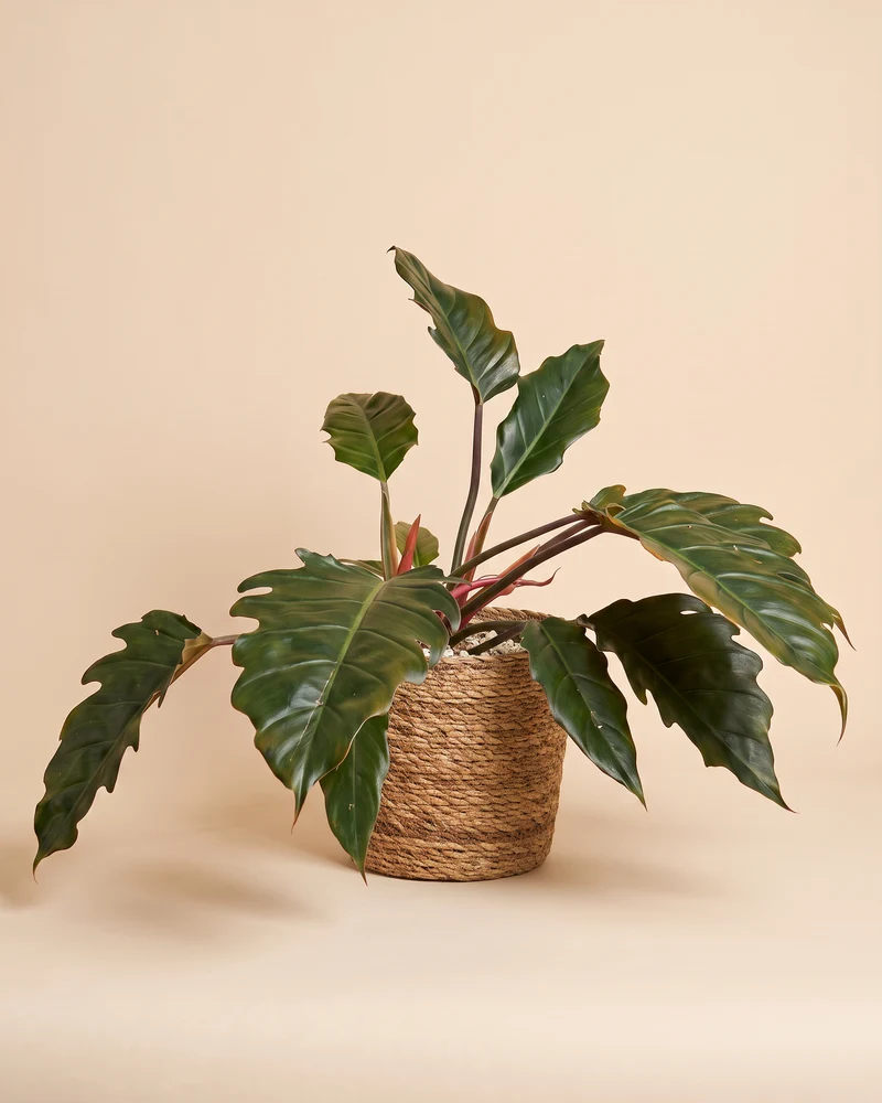 Großer Philodendron 'Pluto' • feey