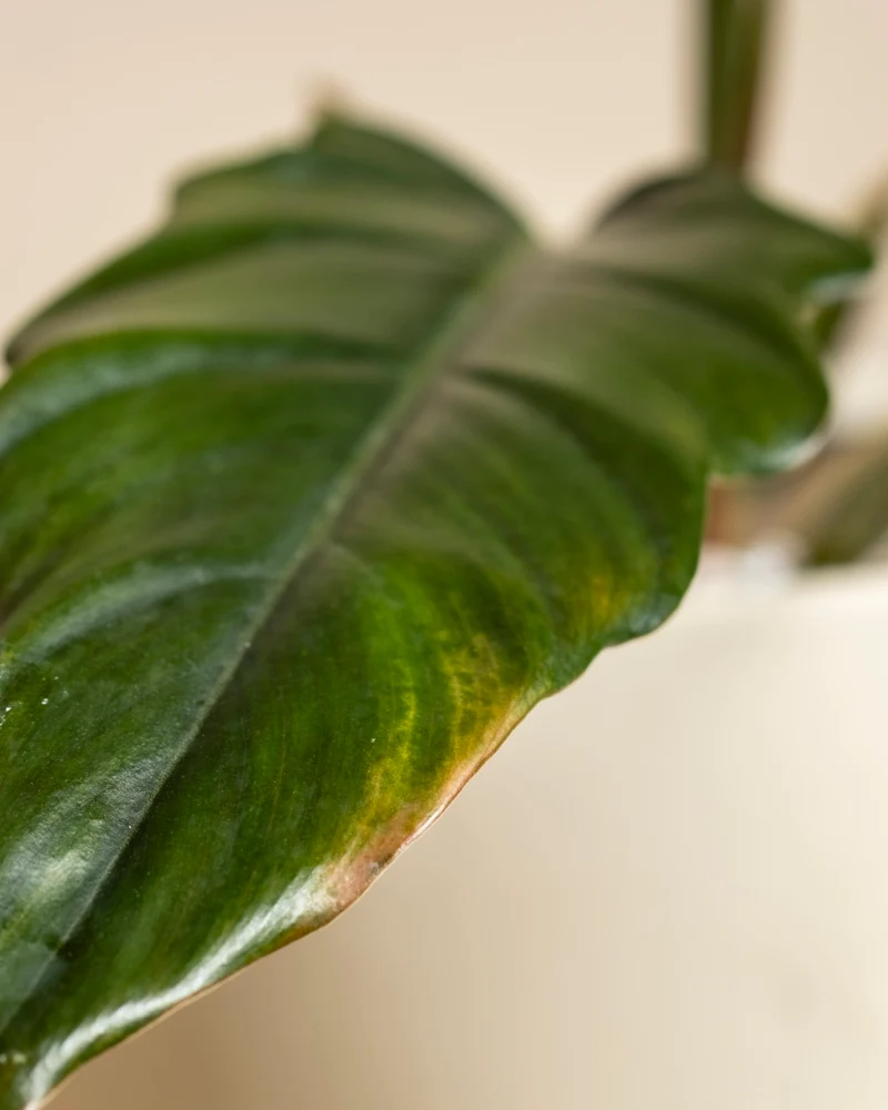 Philodendron Power-Duo