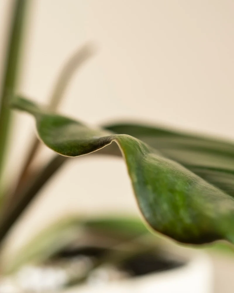 Philodendron Power-Duo