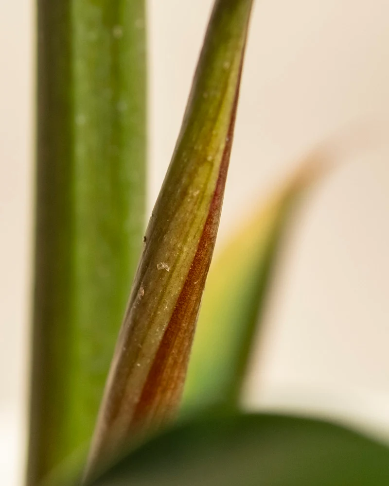 Philodendron Power-Duo