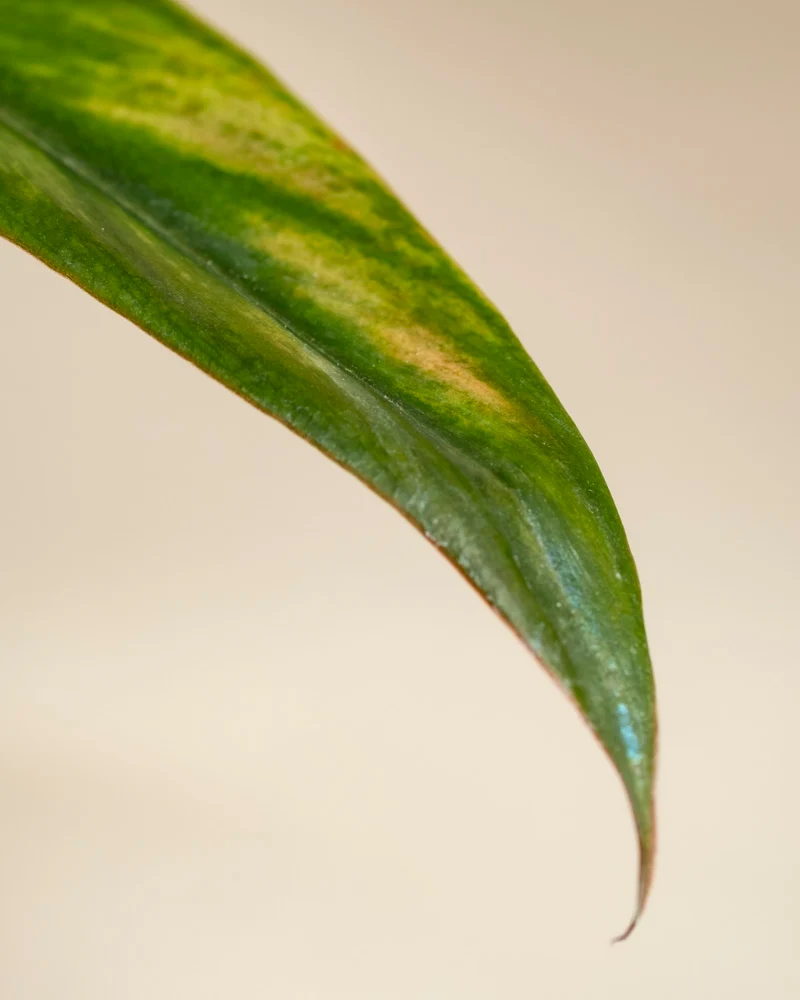 Philodendron Power-Duo