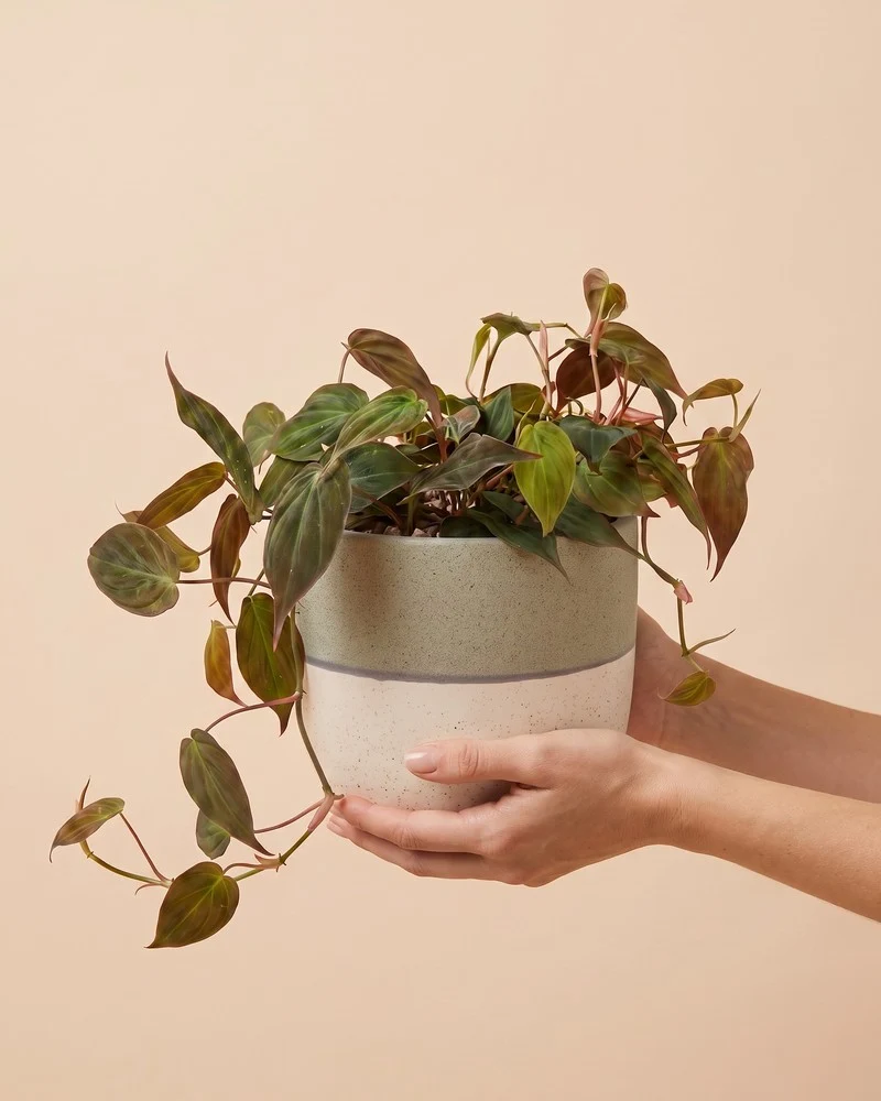 Großer Philodendron micans • feey