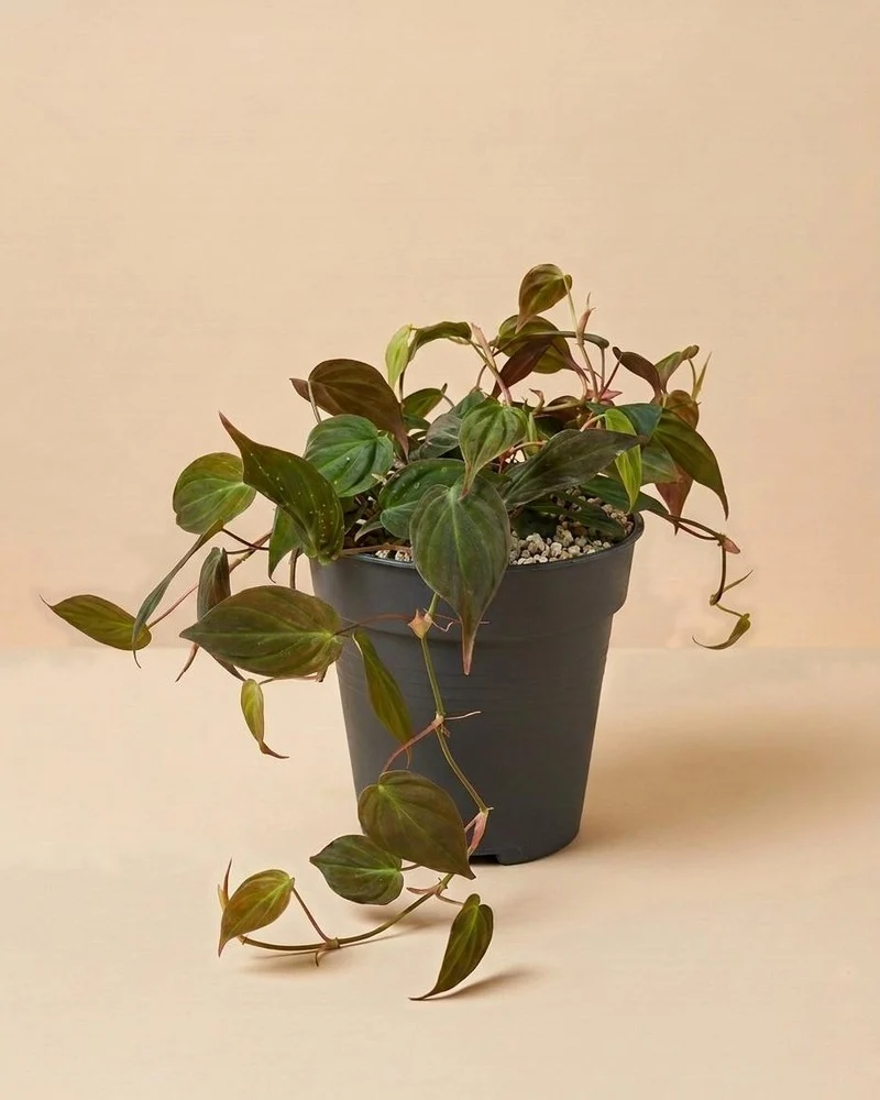 Großer Philodendron micans • feey