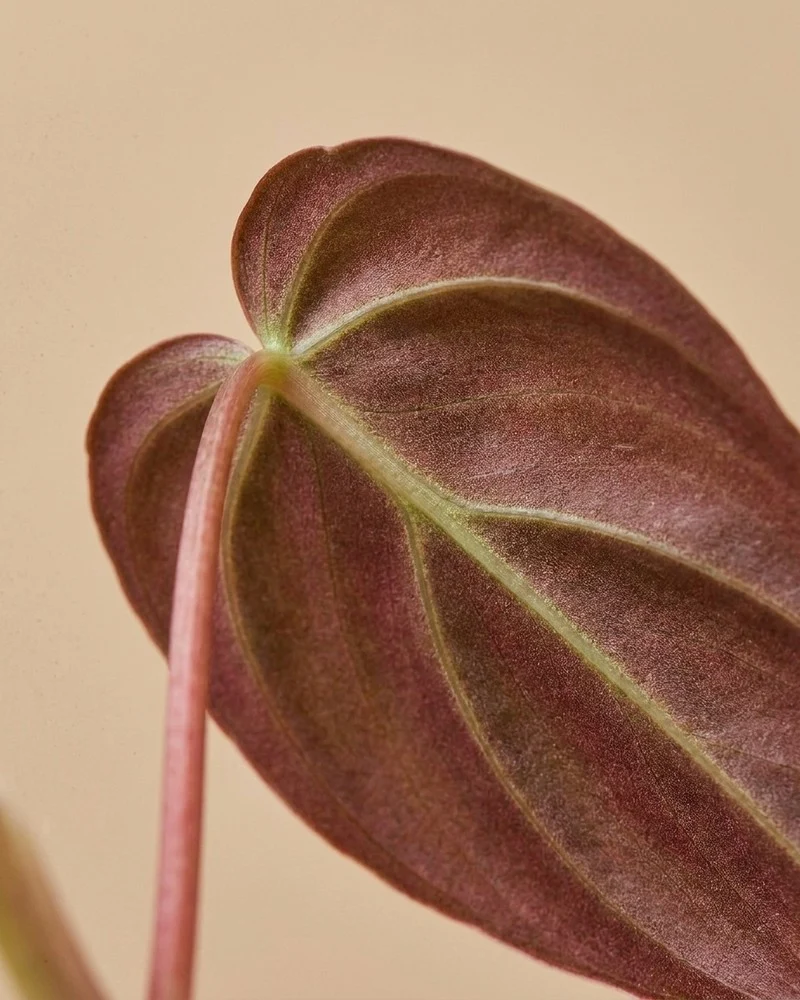 Großer Philodendron micans • feey