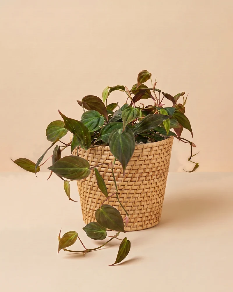 Großer Philodendron micans • feey