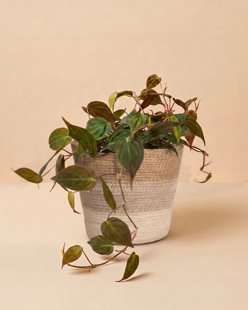 Großer Philodendron micans • feey