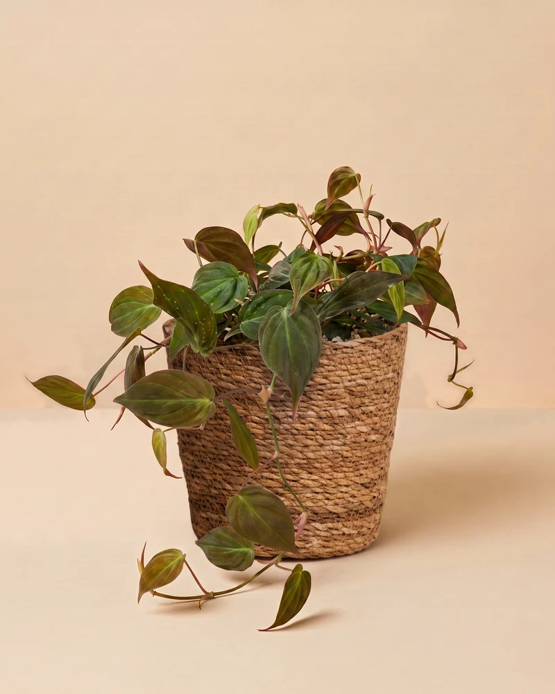 Großer Philodendron micans • feey