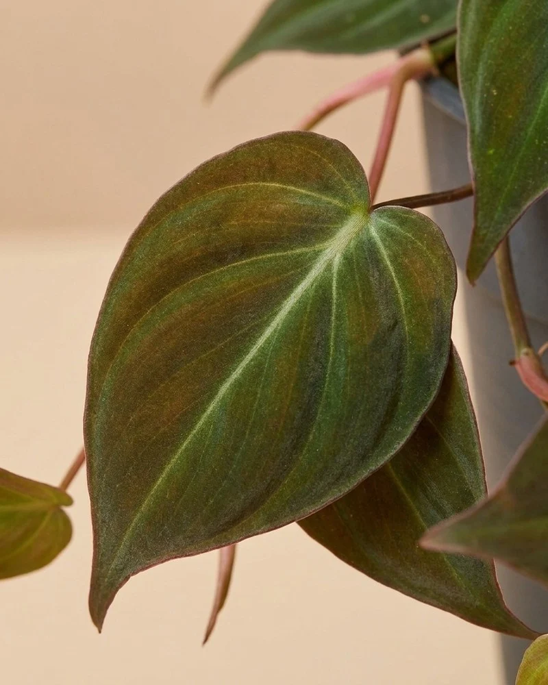Großer Philodendron micans • feey
