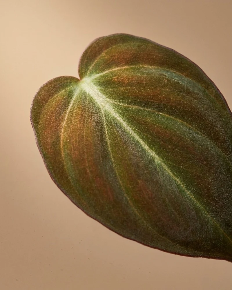 Großer Philodendron micans • feey