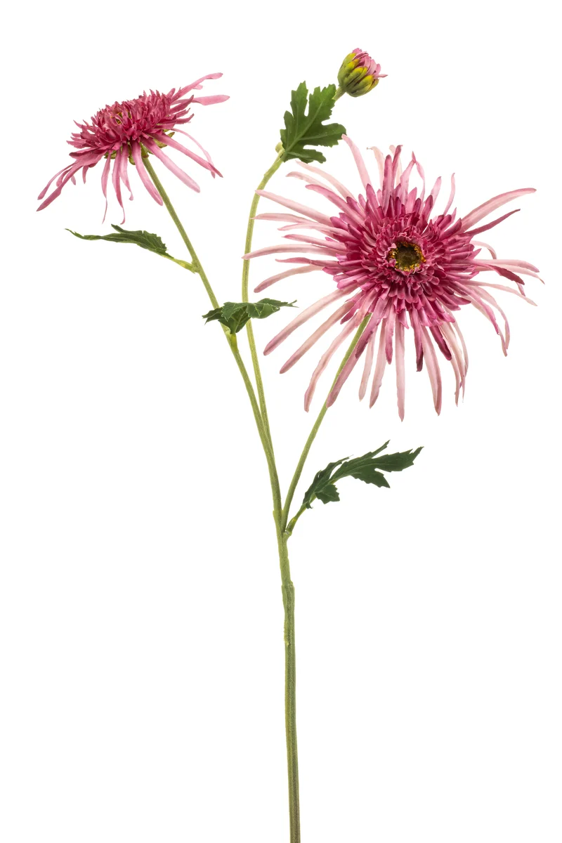 Chrysantheme Spider künstlich 70 cm - 1 Stiel - Rosa