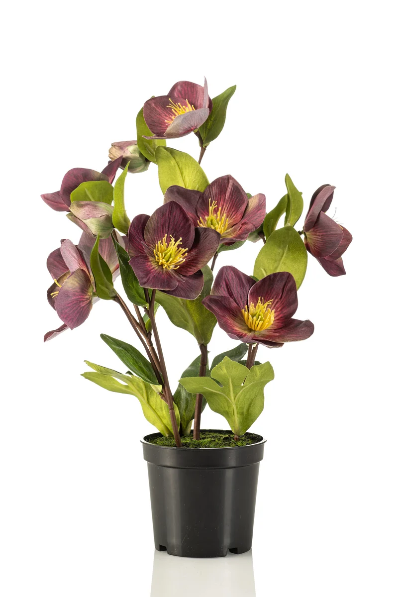 Helleborus künstlich - 1 Topf - Violett