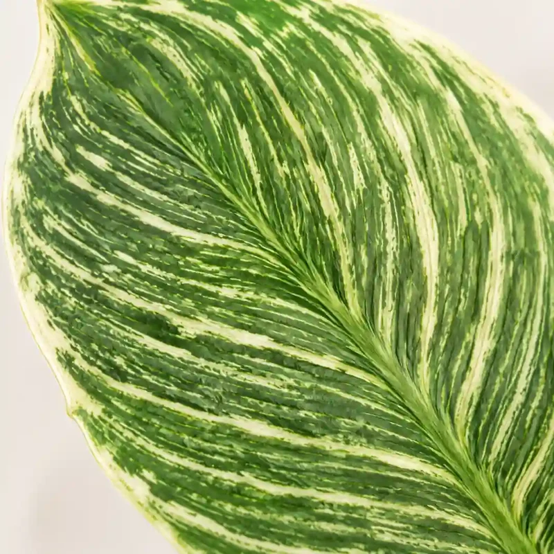 Kunstpflanze klein – künstlicher Philodendron Birkin, 20 cm im Topf