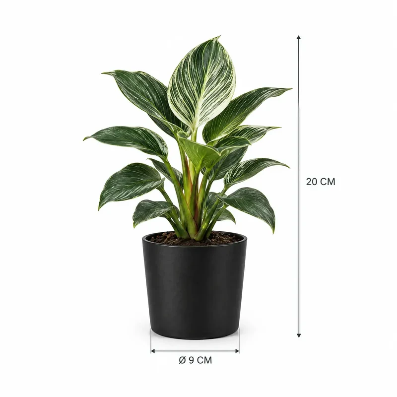 Kunstpflanze klein – künstlicher Philodendron Birkin, 20 cm im Topf