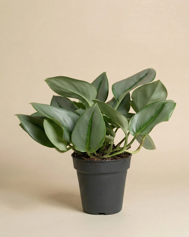 Efeutute 'Moonlight'