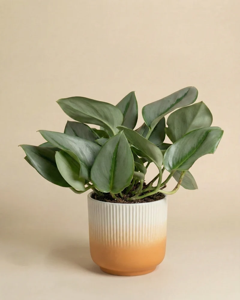 Efeutute 'Moonlight'