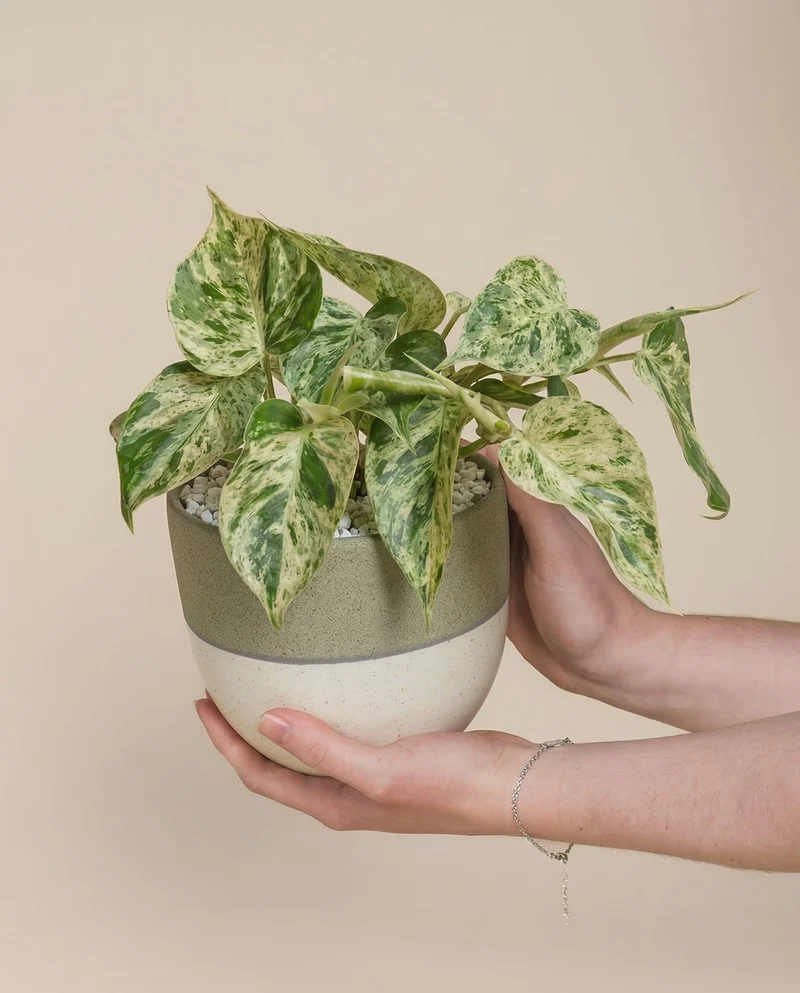Philodendron 'Oxycardium Variegata' • feey