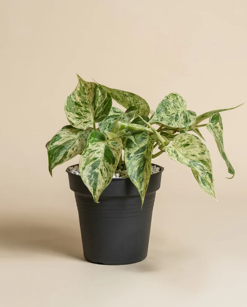 Philodendron 'Oxycardium Variegata' • feey