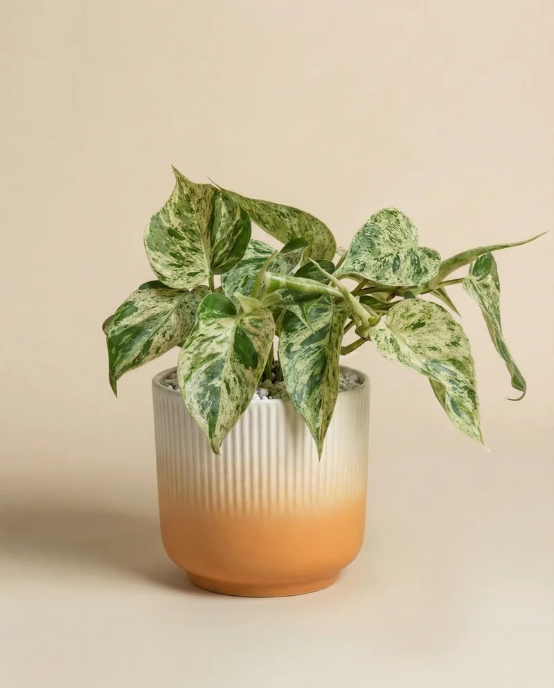 Philodendron 'Oxycardium Variegata' • feey