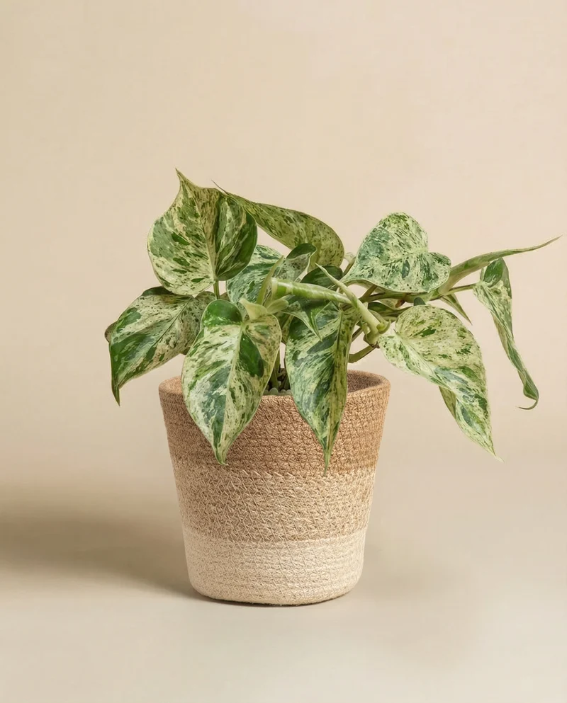 Philodendron 'Oxycardium Variegata' • feey