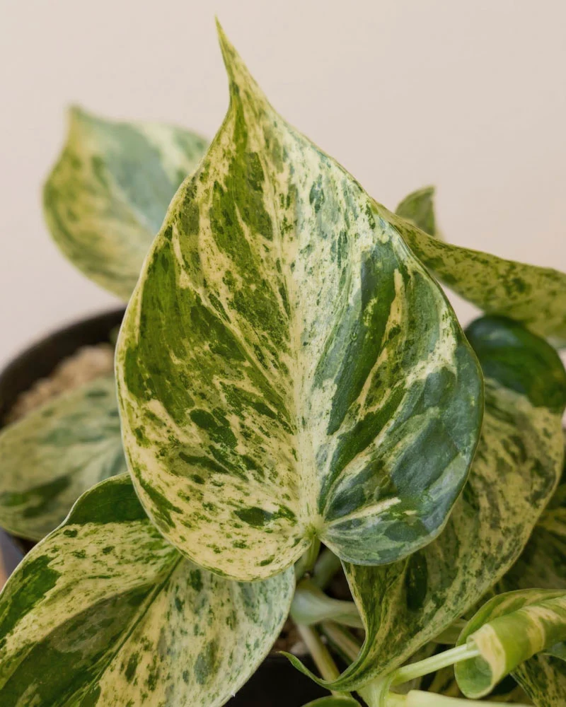 Philodendron 'Oxycardium Variegata' • feey