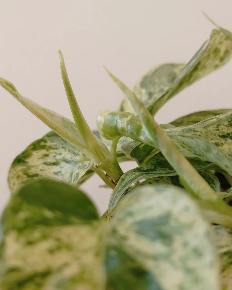Philodendron 'Oxycardium Variegata' • feey
