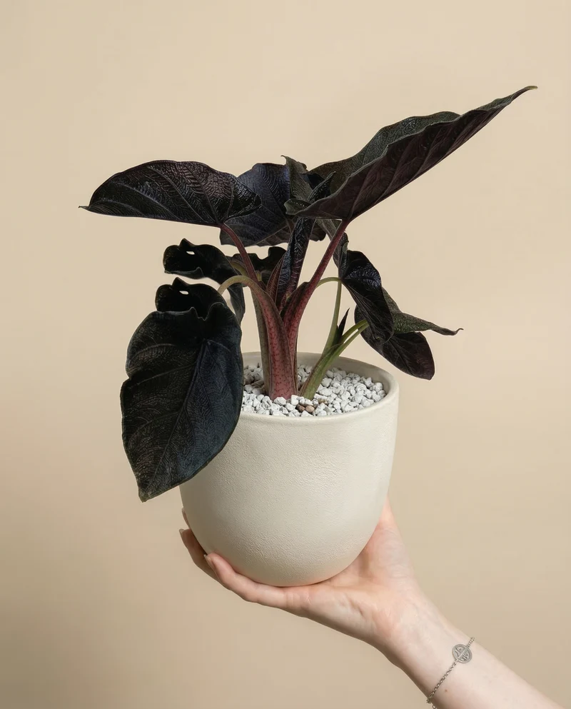 Alocasia 'Antoro Velvet' • feey