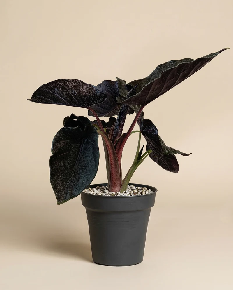 Alocasia 'Antoro Velvet' • feey
