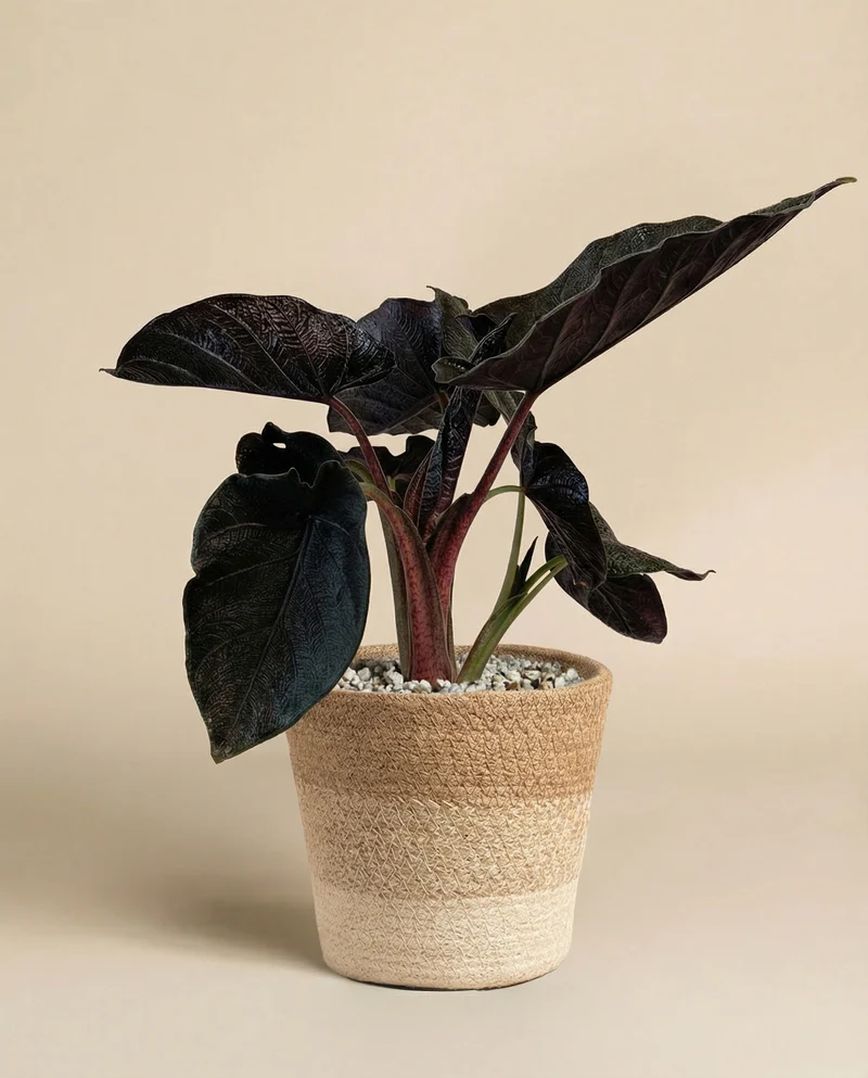 Alocasia 'Antoro Velvet' • feey
