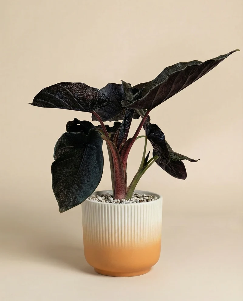 Alocasia 'Antoro Velvet' • feey