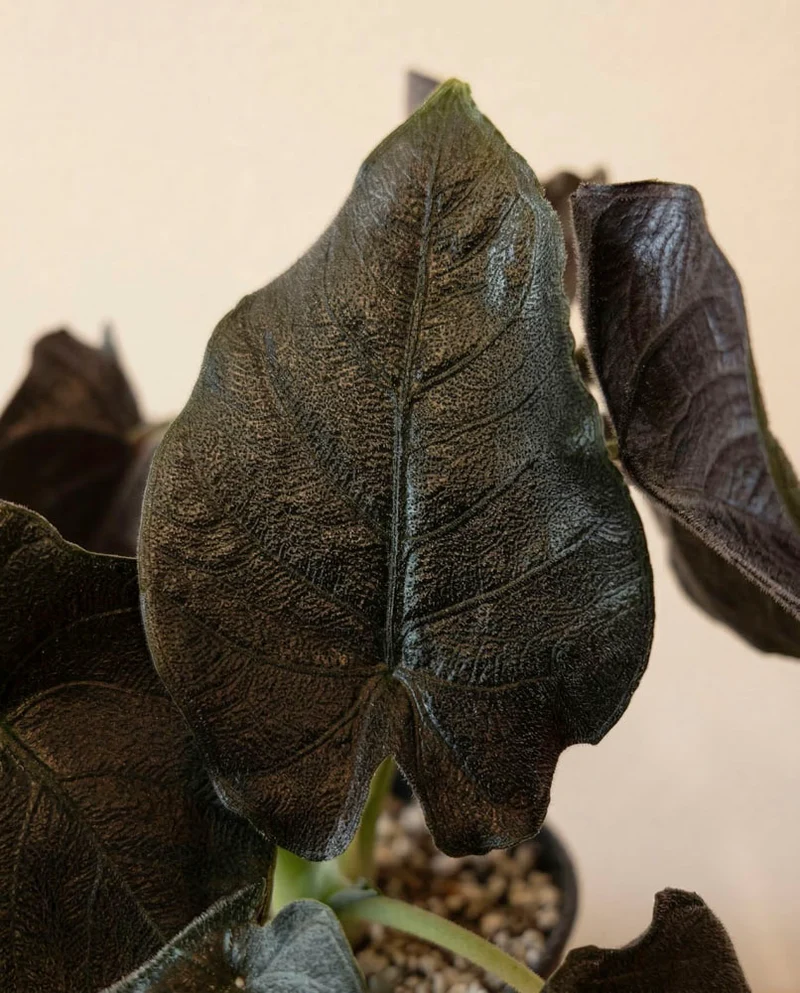 Alocasia 'Antoro Velvet' • feey