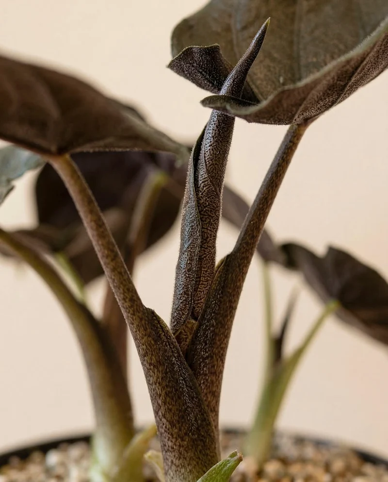 Alocasia 'Antoro Velvet' • feey
