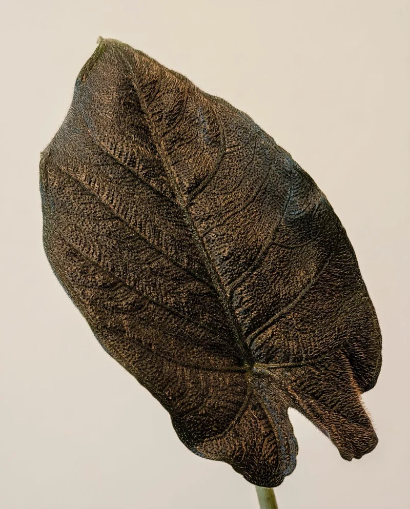 Alocasia 'Antoro Velvet' • feey