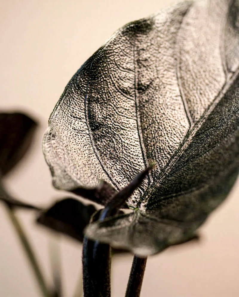 Alocasia 'Antoro Velvet' • feey