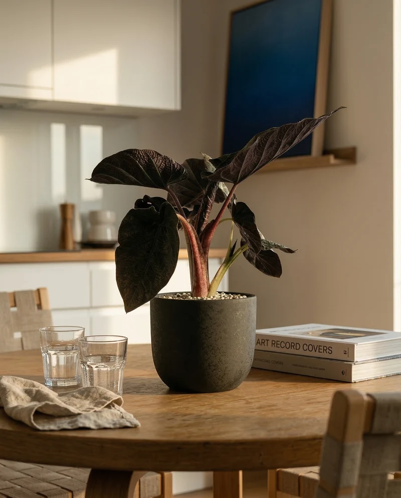 Alocasia 'Antoro Velvet' • feey