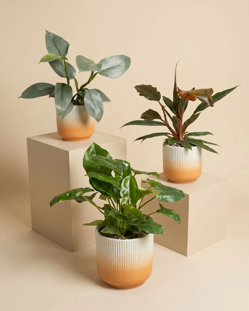 Schweizer Philodendron-Trio