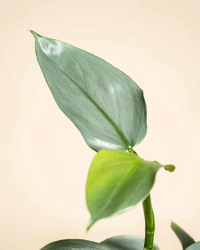 Philodendron hastatum • feey