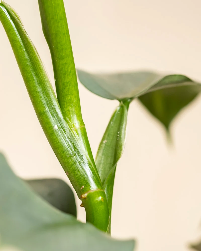 Philodendron hastatum • feey