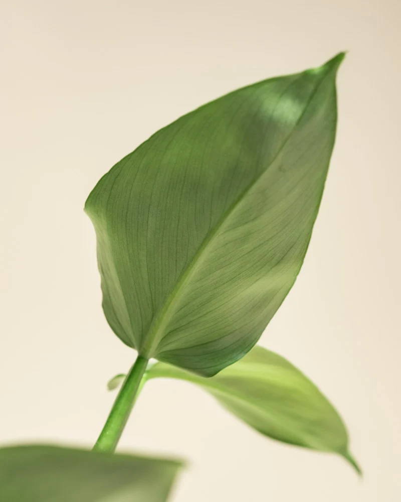 Philodendron hastatum • feey