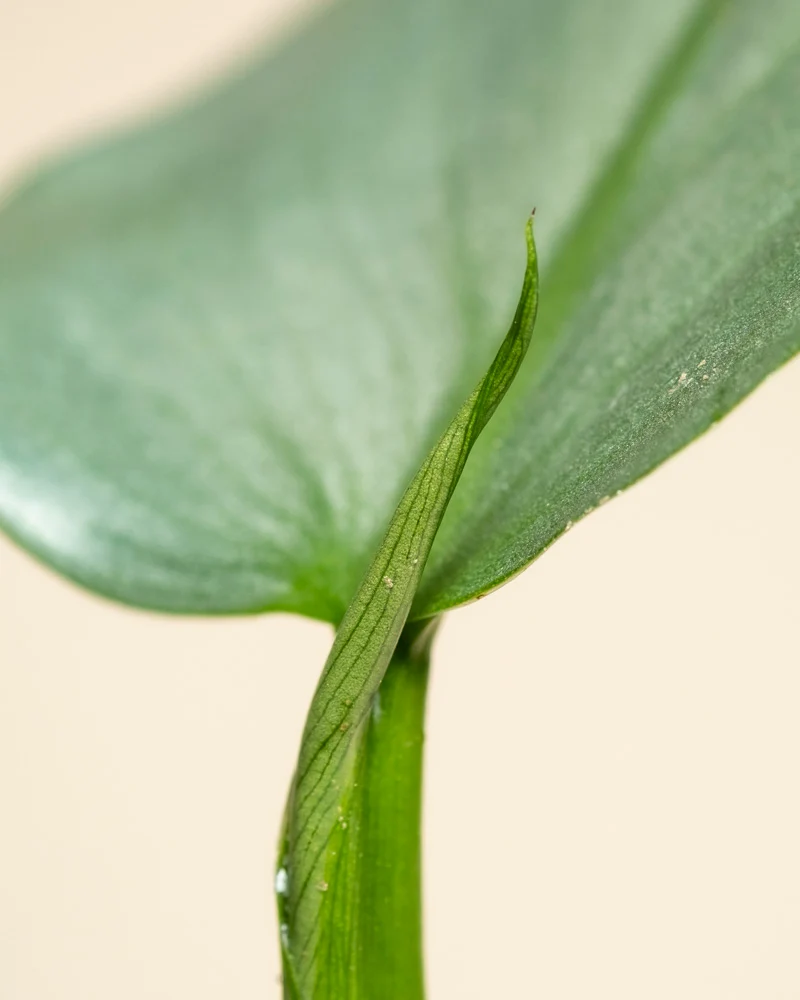 Philodendron hastatum • feey