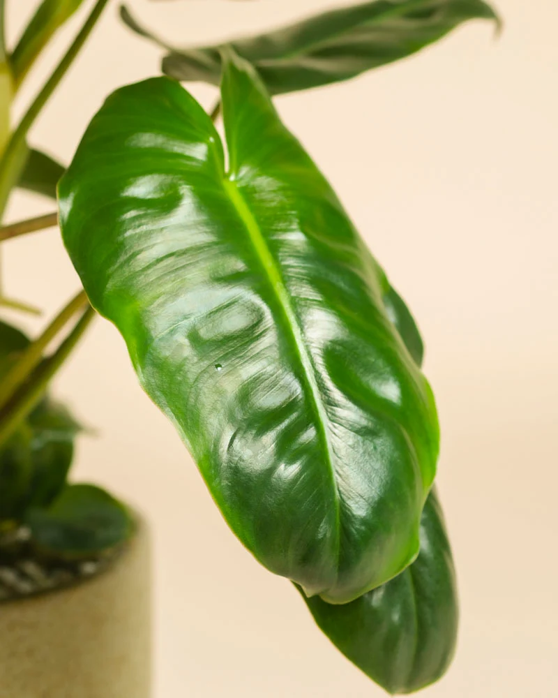 Philodendron Power-Duo